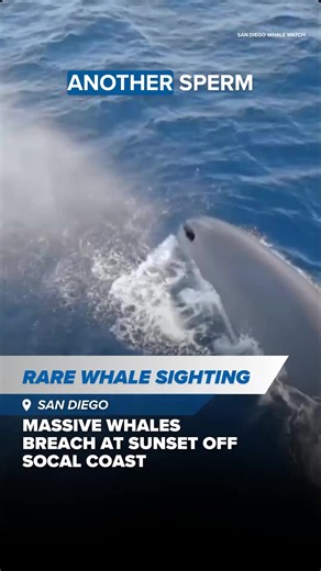 5.4K views · 85 reactions | A whale-watching tour in San Diego turned...