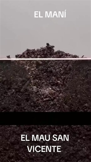 ¿Cómo crece el maní? El secreto de la planta que entierra sus frutos