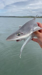 12K views · 79 reactions | Watch til the end  @cassarfishingcharters | Cassar Fishing Charters | Facebook