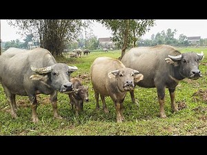 bài hát gọi trâu - con trâu ăn cỏ trên đồng - nhạc con trâu - chim bồ câu - con chim