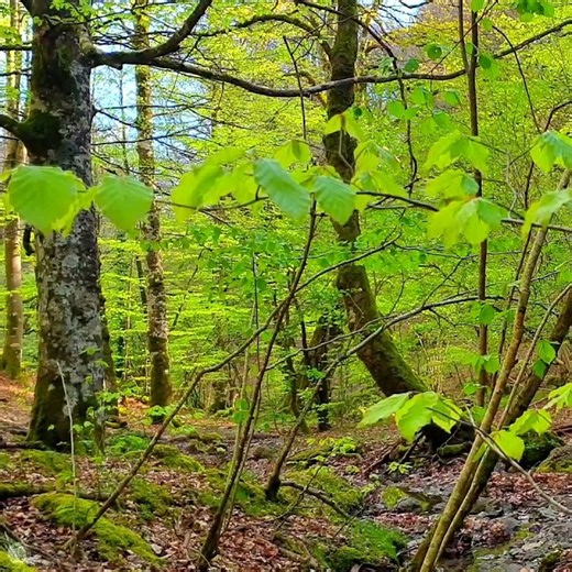 🌳 Forest Meditation for Healing and Positive Energy | New Video