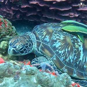 Ahoy, ocean enthusiasts! Meet the green sea turtle, the vibrant voyager of the seas! With a shell like a painter's palette and a diet straight out of a marine salad bar, these oceanic nomads cruise the waves in style, spreading green goodness wherever they roam. Critter Republic Dive Center 🐢🌊 #TurtlePower #Turtle #Ocean | Critter Hunter