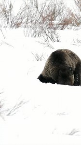616K views · 13K reactions ｜ 399： Queen of the Tetons ＂PBS Movie＂ Once in 73 years have I seen a grizzly⧸cub dig out of a night den after a huge snow storm! ©2019Sandy ｜ Greg Balvin ｜ Greg B #animals #wildanimals #fypシ #reelsviralfb #pet | Fishing Hour នេសាទ