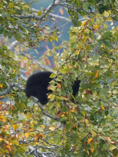 Tomomi Otani┃大谷ともみ | ブナの成り年には一本の木に食べきれないほどの実がつく。森がもたらす恵みは生き物たちを惹きつける。私の観察記録ではツキノワグマたちは8月中旬からブナの実を食べ始め、その後、周辺から移動せずに1ヶ月以上も食べ続けていた。... | Instagram
