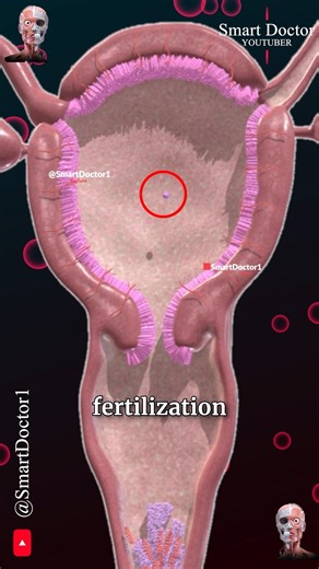 Smart Doctor Alt on Instagram‎: "Menstrual cycle & Ovulation (Menstruation) ✨‍♀️ . . The menstrual cycle is a monthly process that prepares the female body for potential pregnancy. It typically lasts about 28 days, although it can range from 21 to 35 days in adults. Here’s a breakdown of the key phases: Phases of the Menstrual Cycle Menstrual Phase (Days 1-5): The cycle begins with menstruation, where the uterine lining sheds if no pregnancy has occurred. This phase lasts about 3 to 7 days. Foll