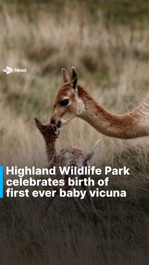 25K views · 728 reactions | A baby vicuna, the first ever one born at the Highland Wildlife Park, has been pictured. According to the Royal Zoological Society of Scotland, the female, who has yet to be named, is healthy and doing well. The cria – the term for juvenile vicuna – was born on October 23 to parents Coco and Austria. #news #animals #vicuna | STV News | Facebook