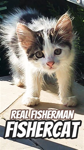 Real fisherman, fishercat 🐈‍⬛🎣 #fisherman #fishercat #cat #cutecat #catshorts