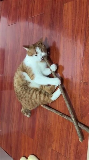 Unboxing a Rare & Adorable Pet - A Day in the Life