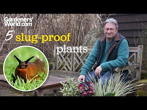5 SLUG-PROOF PLANTS to grow | Alan Titchmarsh's top plants that slugs and snails won't touch
