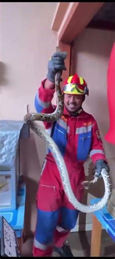 🔥Evacuation of the Reticulated Python Snake on the terrace of a resident's house🔥