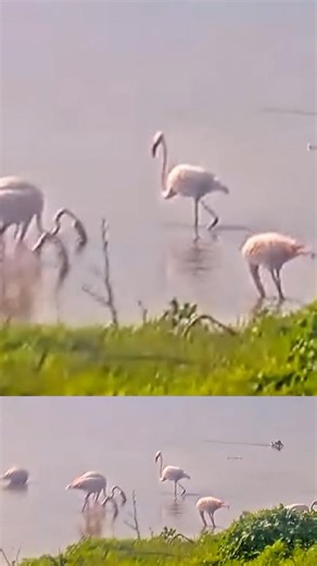 🦩 Flamingos Live from the Hula Valley