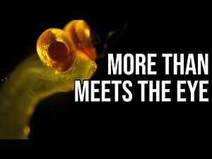 What Exactly Is: Alciopini | The Camera-Eyed Worm