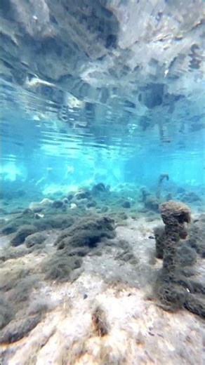 Shellcracker Corner #fyp #fishing #fish #nature