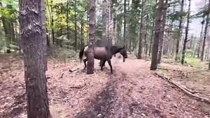 Horse kicks tree then farts and leaves