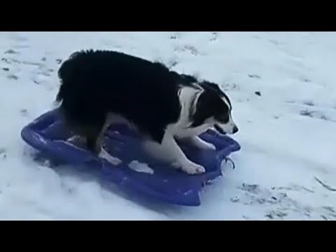 Dog Drags Sled up Snowy Hill and Goes on a Wild Ride