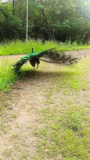 original video of peacock dance 🦚🦚🦚