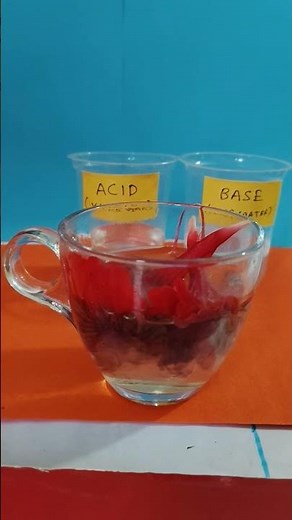 Acid Base China Rose Indicator Test |Vinegar & Soap Solution| Class 7 ScienceExperiment