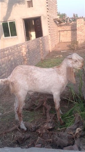 #islamicshorts #islamicvideo #pakistan