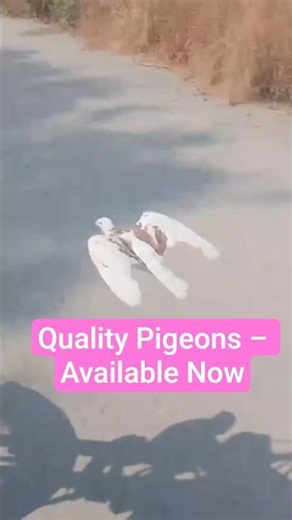 USA Based Pet Pigeons for Sale