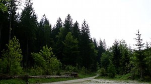 Rain, Forest, Weather. Free Stock Video