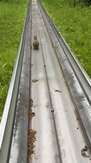 Rabbit was playing his own version of Temple Run 😂🐰 | Furry Tails