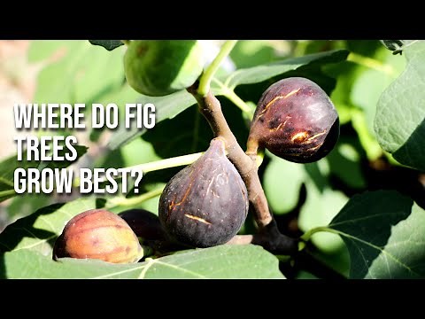 Q: "Where Do Fig Trees Grow Best?"