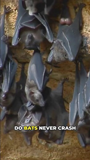 How does a bat navigate at night?