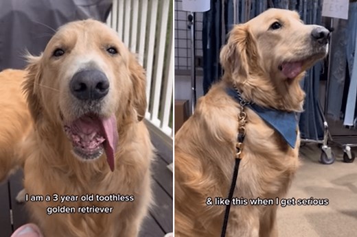 Internet Loving Toothless Golden Retriever Whose Tongue Always Hangs Out
