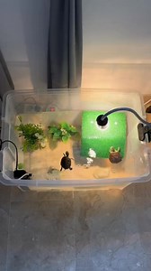 tank upgrade😊 #turtlelover #foryoupage #animals #foryou #fypシ゚viral #cuteness #reptile #fyp #turtle #reptilesoftiktok #turtletok #turtles #cute #turtlesoftiktok #tank | TurtleNest Diaries