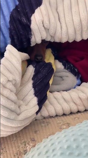 Puppy hides under a blanket during a game of hide-and-seek in Hebei , China
