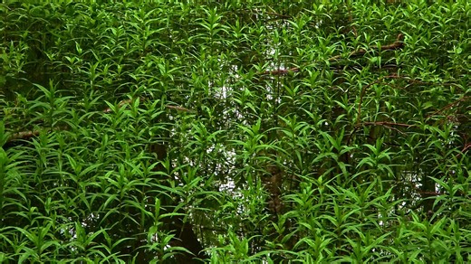 Spring, Springtime Blooming, Rebirth. Free Stock Video