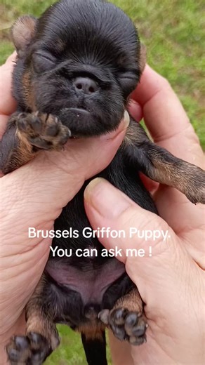Brussels Griffon puppy. breeder