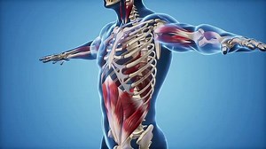 Anatomical Model Showing Rib Cage and Abdominal Muscle Structure