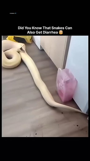 𝗂𝗇𝗇𝗈𝗏𝖺𝗍𝖾.𝗂𝗈 on Instagram: "This video depicts a handler managing a pale yellow snake, possibly a ball python, in a home setting. While held, the snake expels liquid feces onto the floor, splattering near household items. Uploaded to X on October 14, 2024, by @crazyclips_, it has garnered 937,774 views, 3,563 likes, 236 reposts, 60 quotes, and 200 replies. Comments show surprise, disgust, and humor, with users joking about the snake's "diet" or interpreting its strain. Virality stems fr