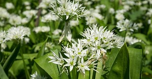 Dans l’ail des ours, rien ne se perd et tout se dévore, des racines aux fleurs