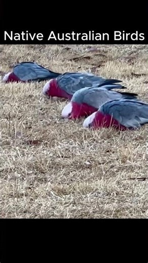 Native Birds in Australia