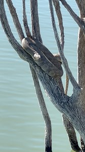 Víbora 🐍 dormida 💤 #vibora #snake #snakes @seguidores #sigueme #followforfollowback #vibora | Pescando Aventuras con Rafa
