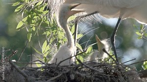 Adult egret bird walks over nest of baby great egret chicks in Orlando Florida