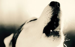 Entre Chiens et Loups