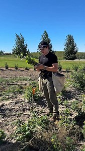 Day 12 40 trees (10 free trees) 45,180 Trees Total 🌳 🌲 The goal: • 2,000,000 trees before the end of this year • 25,000,000 trees before 2030 (or faster… let’s see how crazy this can get) Right now, this project is at 42,180 trees because this isn’t forestry contracts, this is an independent environmental movement built from scratch. 💰 And to make this fun and serious at the same time: • $10,000 giveaway at 100,000 trees • $100,000 giveaway at 2,000,000 trees • $1,000,000 giveaway at 25,000,0