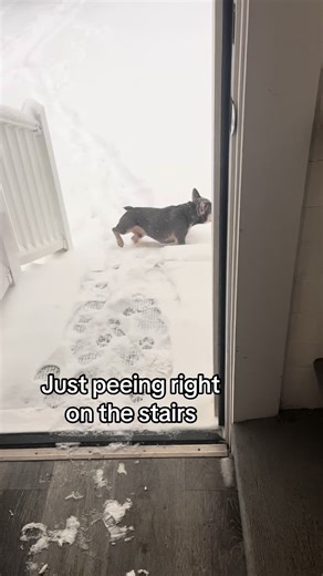 Typical French Bulldog #frenchie #frenchbulldog #dogsoftiktok