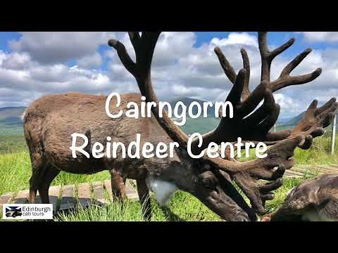 The Cairngorm Reindeer Centre