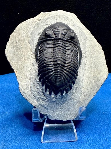 Trilobite Fossil in Natural Matrix With Display Stand - Etsy