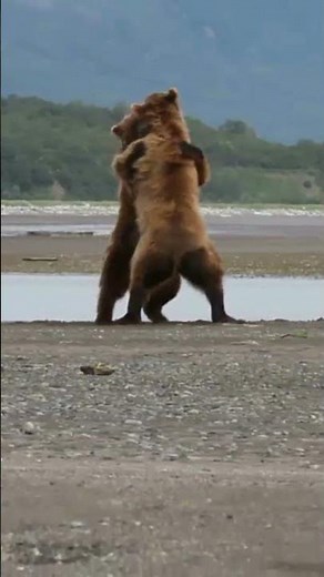 Dancing Bears #bears