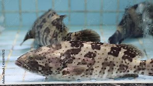 grouper fish in a water tank in a Chinese seafood restaurant