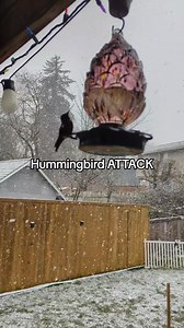 Washington hummingbirds become extra aggressive in the snow ❄️ ❄️❄️❄️ #Hummingbirdlove #hummingbird #reel #animals #videobird #viral #bird #nature #animais | Hummingbird Love