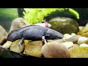 Axolotls vs Tiger Salamanders: What's the Difference?