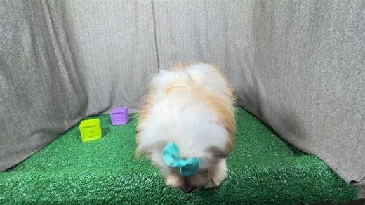 Peekapoo puppy for sale