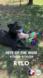 Meet Rylo (A035404) a 10-month-old Basenji/Lab mix bursting with...