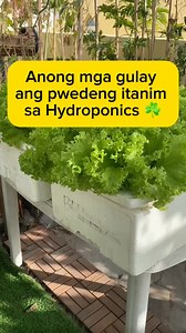 380K views · 9.5K reactions | “Anong Gulay ang Pwedeng Itanim sa HYDROPONICS?” 華✅☘️ #rooftop #gardening #learn #organic #diy #rooftop #small #space #green #plants #seeds #seedlings #new #hope #beginning #fypシ゚viralシ #fyp #fbreels #vlog ✅ | Vegetable Gardening and More | Facebook